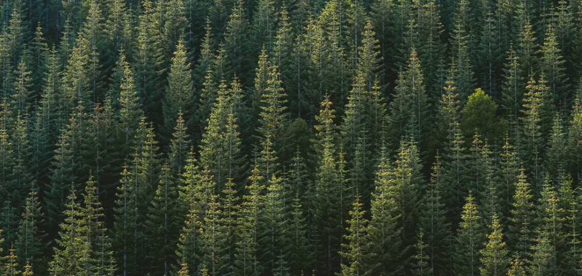 Trees and Forest (Stock Photo)
