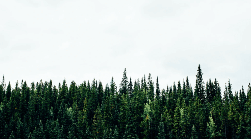What is Evergreen Content (Long-Lasting Content That Stands the Test of Time) Forest Image